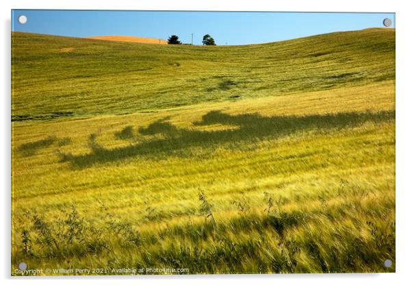 Green Wheat Grass Patterns Blue Skies Palouse Washington State Acrylic by William Perry