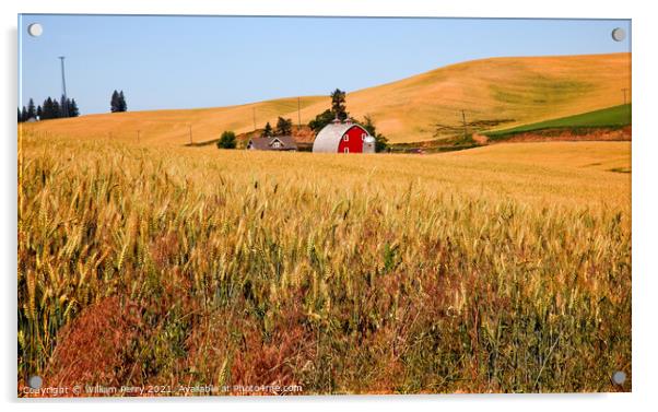 Red Barn in Ripe Wheat Field Palouse Washington State Acrylic by William Perry