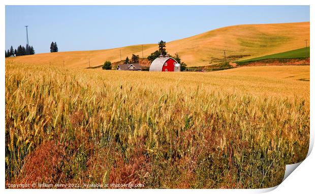 Red Barn in Ripe Wheat Field Palouse Washington State Print by William Perry
