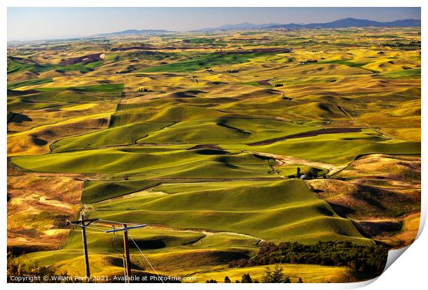 Green Wheat Grass Palouse Washington State Print by William Perry