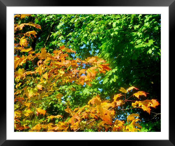 Maple Leaves Framed Mounted Print by Stephanie Moore