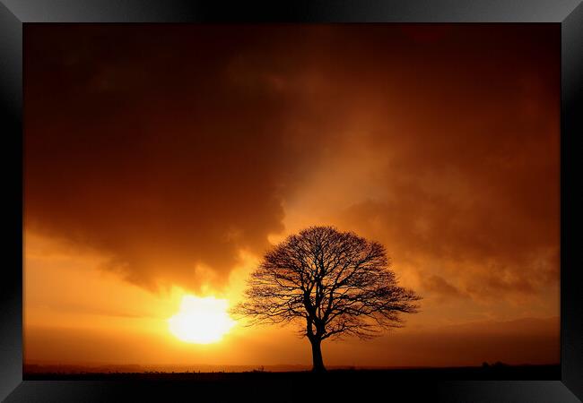 Tree Silhouette at sunrise Framed Print by Simon Johnson