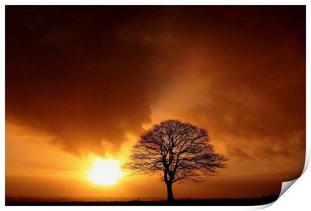 Tree Silhouette at sunrise Print by Simon Johnson