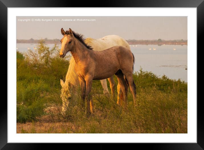 'Camaruge White Horses: Mother and Foal' Framed Mounted Print by Holly Burgess