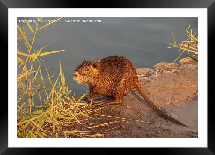 Coypu or Ragondin in France Camargue Framed Mounted Print by Holly Burgess
