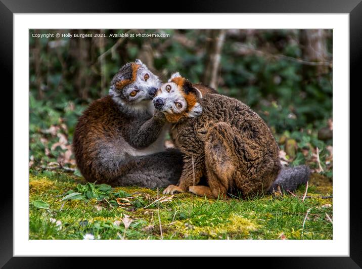 Lemurs Brown, are the true Lemurs, known to come from Madagascar Framed Mounted Print by Holly Burgess