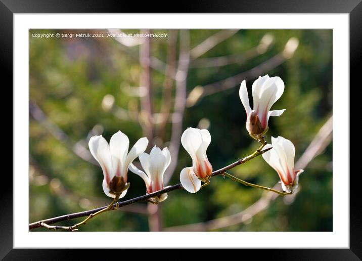 White magnolia flowers begin to bloom in the spring garden. Framed Mounted Print by Sergii Petruk