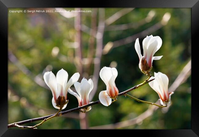 White magnolia flowers begin to bloom in the spring garden. Framed Print by Sergii Petruk