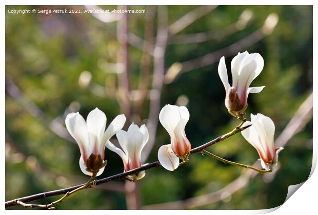 White magnolia flowers begin to bloom in the spring garden. Print by Sergii Petruk