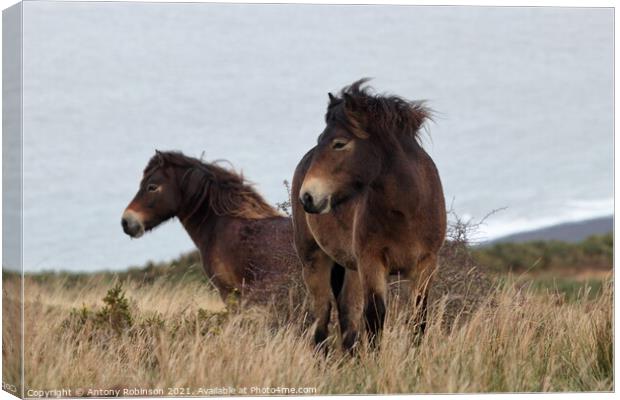 Exmoor ponies braving the weather Canvas Print by Antony Robinson