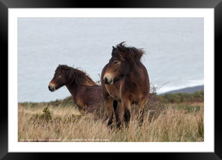 Exmoor ponies braving the weather Framed Mounted Print by Antony Robinson