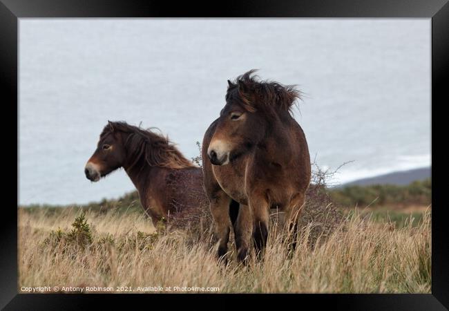 Exmoor ponies braving the weather Framed Print by Antony Robinson