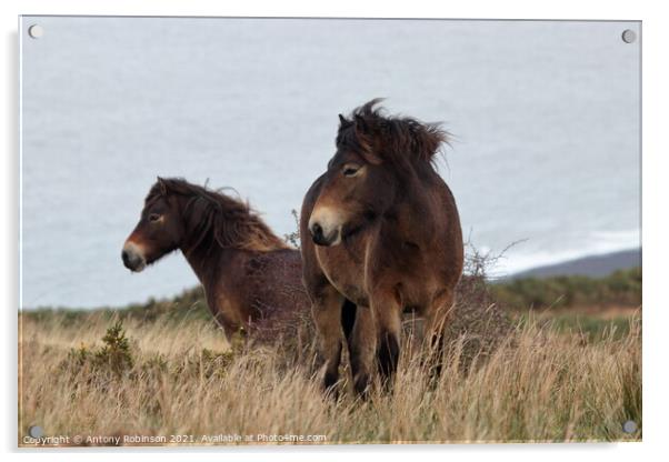 Exmoor ponies braving the weather Acrylic by Antony Robinson