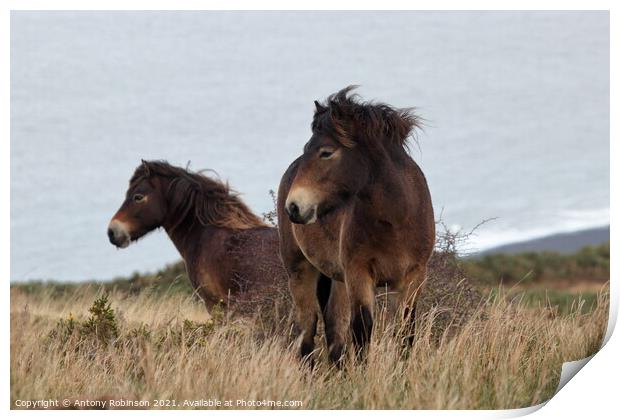 Exmoor ponies braving the weather Print by Antony Robinson