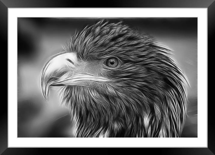 Eagle Framed Mounted Print by Sam Smith