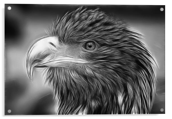 Eagle Acrylic by Sam Smith