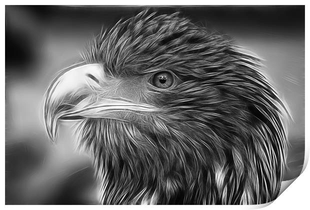 Eagle Print by Sam Smith