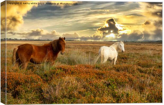 sunset,grazing ponies Canvas Print by kathy white