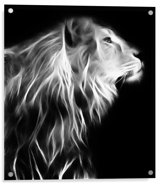 Posing Lion Acrylic by Sam Smith
