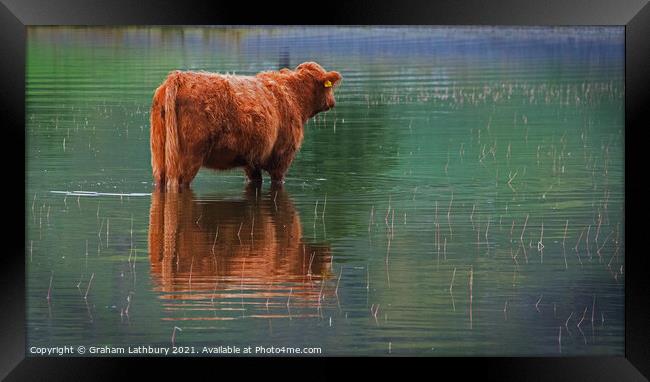 Paddling Cow Framed Print by Graham Lathbury