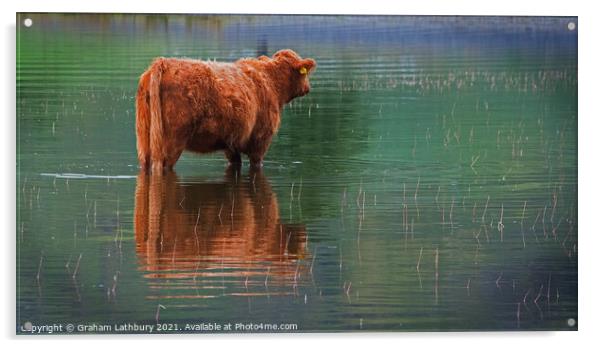 Paddling Cow Acrylic by Graham Lathbury