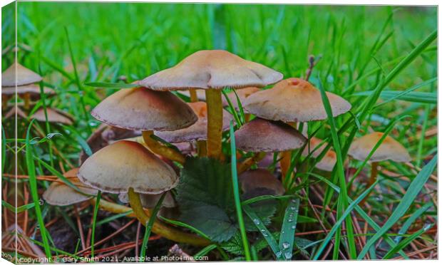Mushroom Cluster Canvas Print by GJS Photography Artist