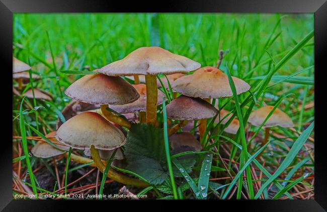 Mushroom Cluster Framed Print by GJS Photography Artist