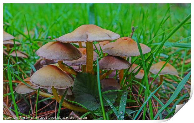 Mushroom Cluster Print by GJS Photography Artist