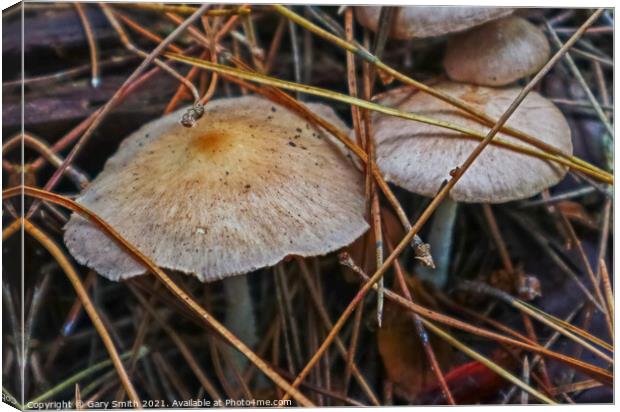 Colour in Fungi Canvas Print by GJS Photography Artist