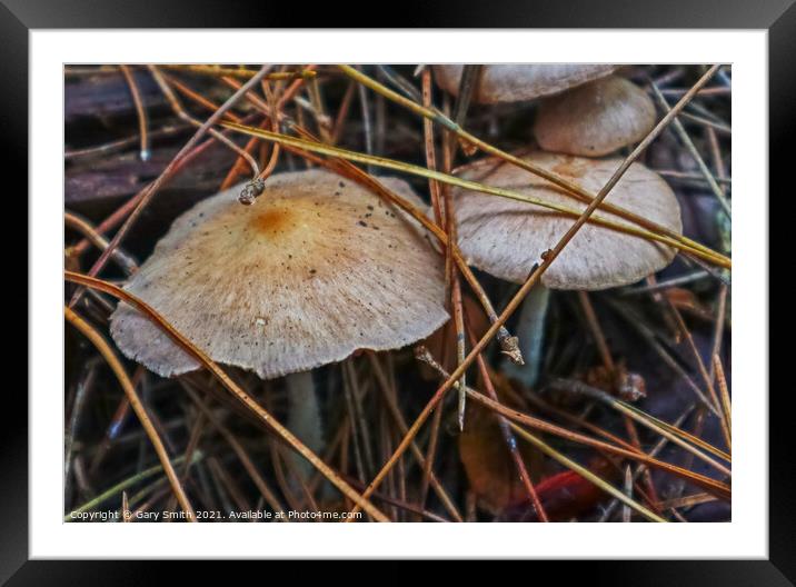 Colour in Fungi Framed Mounted Print by GJS Photography Artist