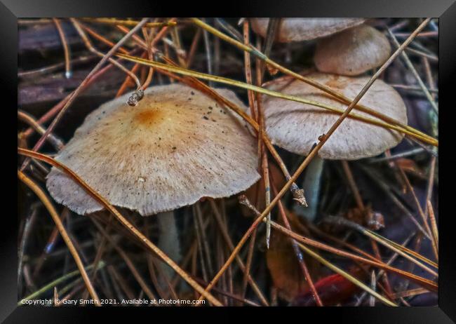 Colour in Fungi Framed Print by GJS Photography Artist