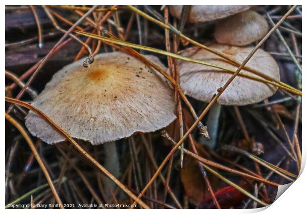Colour in Fungi Print by GJS Photography Artist