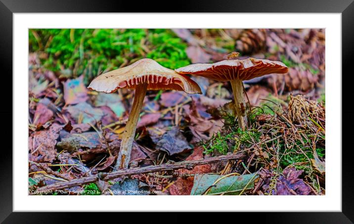Ribs & Flies Framed Mounted Print by GJS Photography Artist