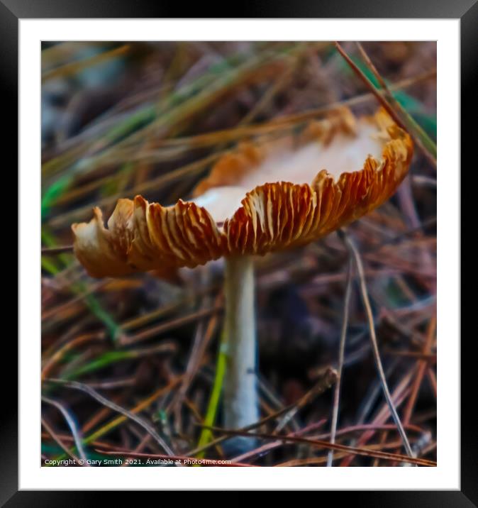 Curly Top Framed Mounted Print by GJS Photography Artist