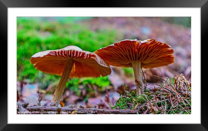 Underbelly Framed Mounted Print by GJS Photography Artist