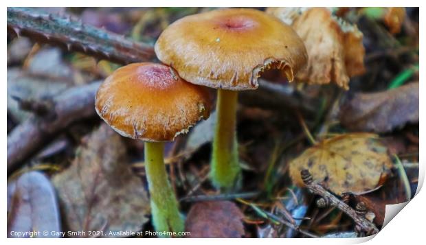 Golden Fungi Print by GJS Photography Artist