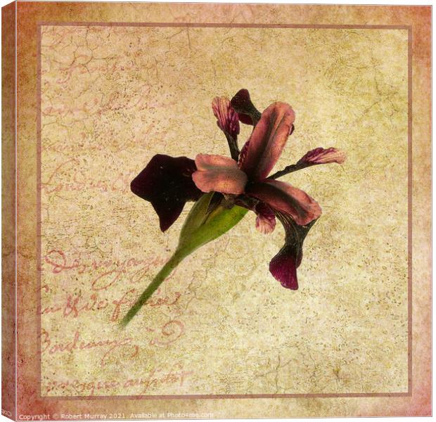Iris chrysographes Canvas Print by Robert Murray