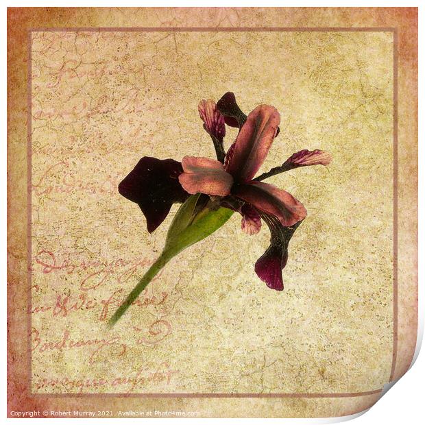Iris chrysographes Print by Robert Murray