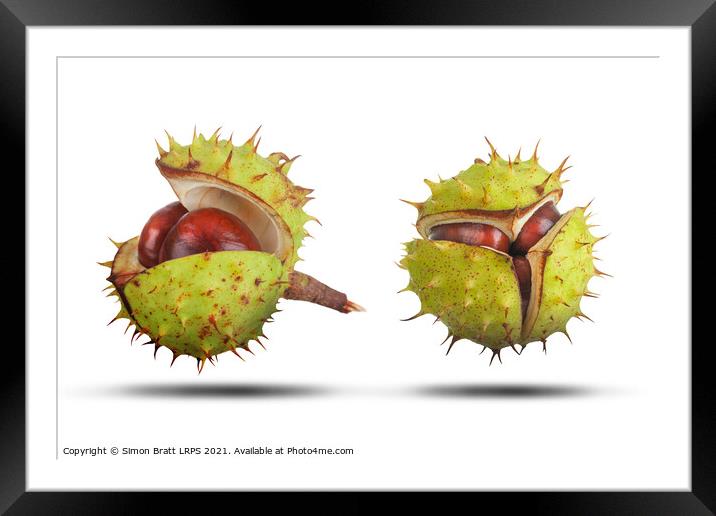 Two conkers opening isolated on white Framed Mounted Print by Simon Bratt LRPS