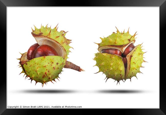 Two conkers opening isolated on white Framed Print by Simon Bratt LRPS