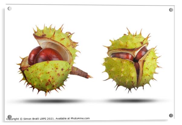 Two conkers opening isolated on white Acrylic by Simon Bratt LRPS