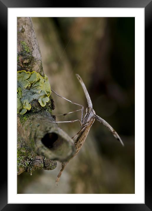 Plume Moth Framed Mounted Print by Jamie Stokes