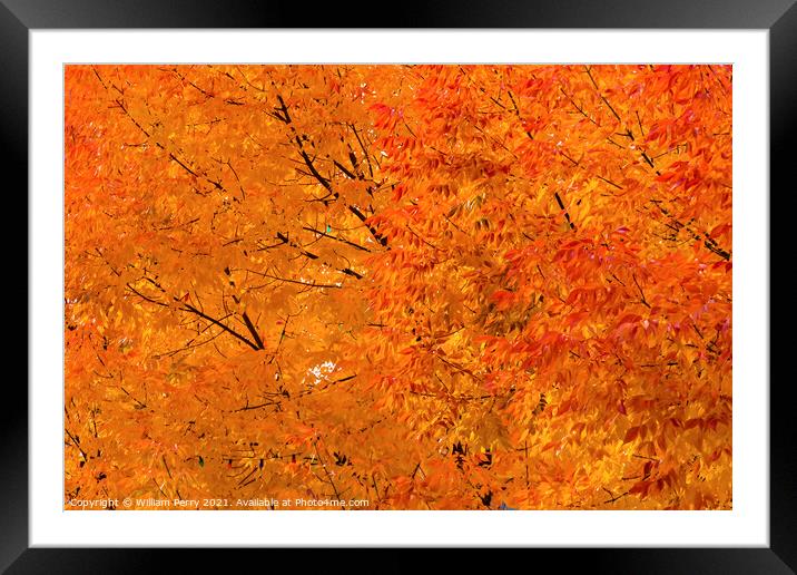 Orange Yellow Maple Leaves Fall Colors Leavenworth Washington Framed Mounted Print by William Perry