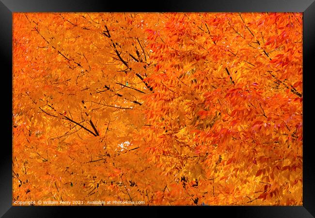Orange Yellow Maple Leaves Fall Colors Leavenworth Washington Framed Print by William Perry