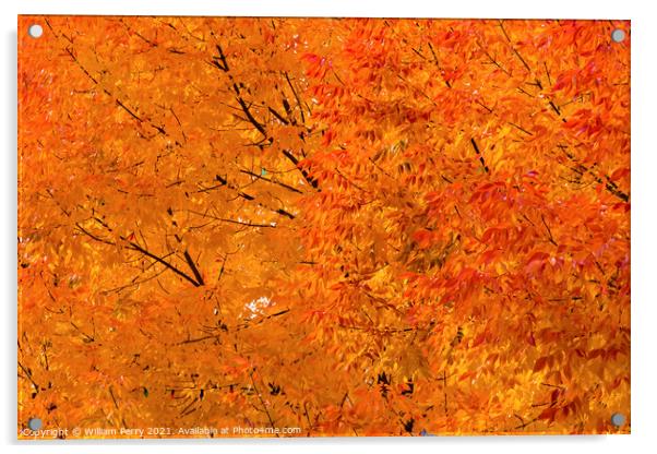 Orange Yellow Maple Leaves Fall Colors Leavenworth Washington Acrylic by William Perry