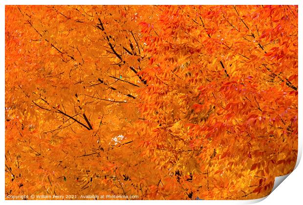 Orange Yellow Maple Leaves Fall Colors Leavenworth Washington Print by William Perry
