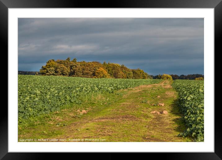Yourg Oilseed Rape in Autumn Light Framed Mounted Print by Richard Laidler