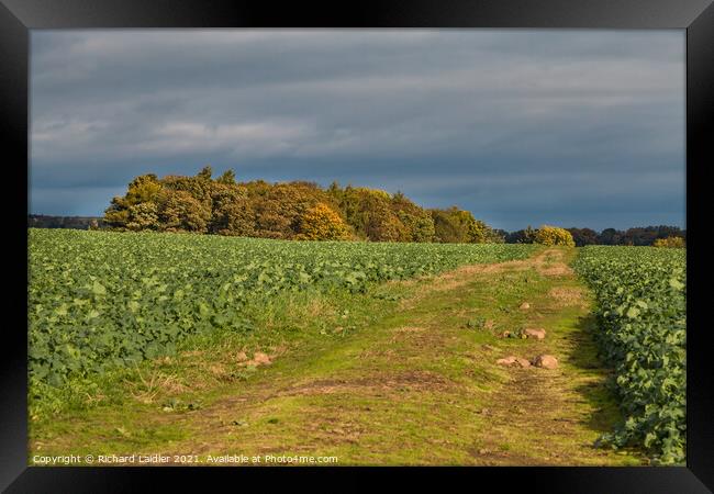 Yourg Oilseed Rape in Autumn Light Framed Print by Richard Laidler