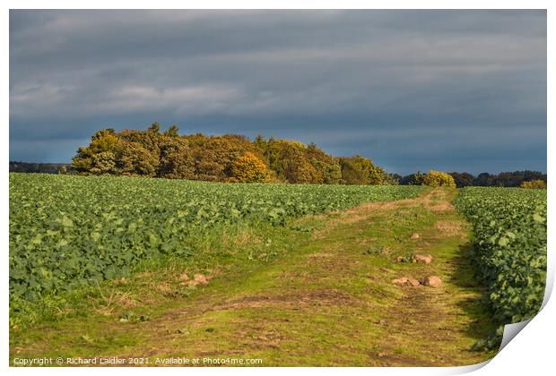 Yourg Oilseed Rape in Autumn Light Print by Richard Laidler