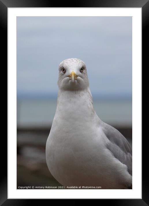 Portrait of a seagull Framed Mounted Print by Antony Robinson
